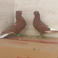 کبوتر جفتی دم سفید