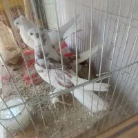 کبوتر|پرنده|خمینیشهر, |دیوار