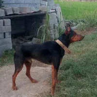 دوبرمن نر سه ساله معاوضه با توله سگ پاکوتاه یا|سگ|آستانه سرا, |دیوار