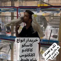 کاکادو کاسکو آرا ماکائو شاه طوطی راهب ملنگواکلکتوس