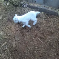 یک راس بزغاله سانن ماده شیری|حیوانات مزرعه|گناباد, |دیوار