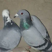 کبوتر معاوضه با مرغ|پرنده|صالح آباد, |دیوار