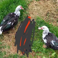 اردک خارجی نر