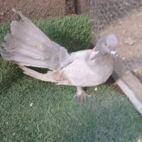 کفتر با کبوتر  دم چتری