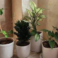 گل به همراه گلدان|گل و گیاه طبیعی|رشت, کوی مهر|دیوار