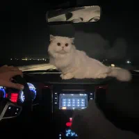 حیوان کالا نیست