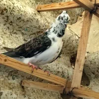 کبوتر ساعت سنگین