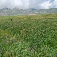 یونجه بسته بندی