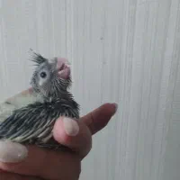 جوجه عروس هلندی ۱۵ روزه