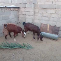 فروش بز و چپشت چاق و سرحال