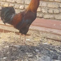 خروس ۹ماه
