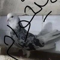 کبوتر شازده سرخ مهرخال سیاه یازردیاسرور