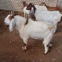 فروش بز نیدی