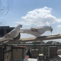 کفتر دوکت لیمویی