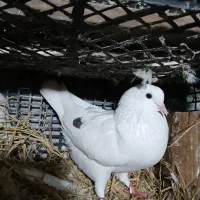 کبوتر|پرنده|تالش, هشتپر|دیوار