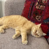 گربه بریتیش پرشین|گربه|قم, انسجام|دیوار