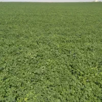 ماست چکیده بسیار عالی درجه یک