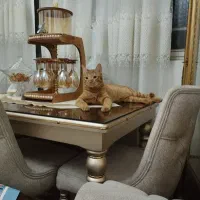 واگذاری گربه نر