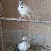 کبوتر.