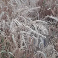 گندم خارجی|گل و گیاه طبیعی|خورموج, |دیوار
