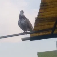 کبوتر گرگی ماده سالم و پرشی|پرنده|اسلامشهر, شهرک سعیدیه|دیوار
