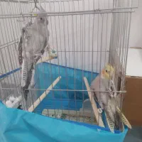 عروس هلندی