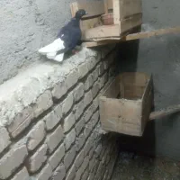 کفتر دمسفید