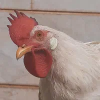دو عدد خروس سالم و جوان