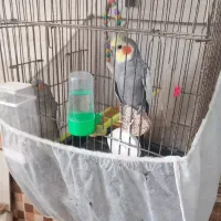 یک جفت عروس هلندی
