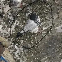 کفتر تهرانی|پرنده|رودهن, |دیوار