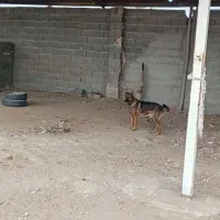 سگژرمن|سگ|اصفهان, بهارستان|دیوار