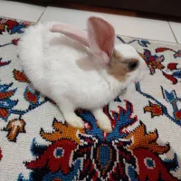 خرگوش مینیاتوری سفید|موش و خرگوش|کرمانشاه, |دیوار