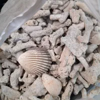 مرجان ،سنگ و صدفهای کف آکواریوم (طبیعی)