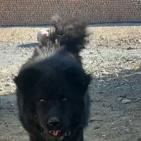 سگ چاو چاو|سگ|نجف‌آباد, ویلاشهر|دیوار