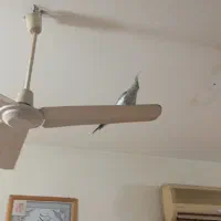 گمشده