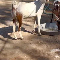 بز چند قلوزا|حیوانات مزرعه|گراش, |دیوار