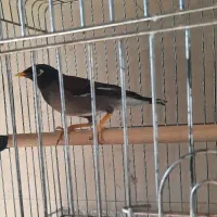 مرغ مینا|پرنده|رباط‌کریم, نصیرشهر|دیوار