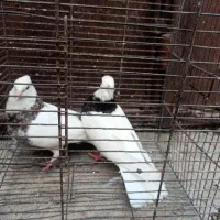 پرنده|پرنده|شوشتر, |دیوار