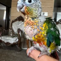 جوجه سرلاکی گرینچیک|پرنده|اصفهان, شهرک کوثر|دیوار