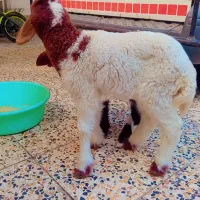 بره نر عربی دو عدد نر وماده|حیوانات مزرعه|اهواز, منازل کارون|دیوار