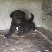 سگ قدجونی نر