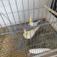 3 جفت طوطی عروس با جوجه نر و ماده تکی هم هست|پرنده|بندر ماهشهر, |دیوار