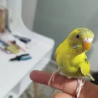 جوجه مرغ عشق