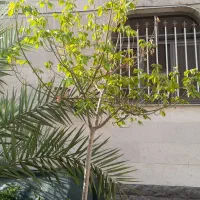 همخونه|اجارهٔ آپارتمان|تهران, شیخ هادی|دیوار