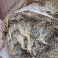 پشم گوسفند|پشتی|ساوه, |دیوار