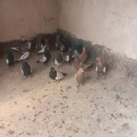 کبوتر سینه کله|پرنده|مشهد, وکیل‌آباد|دیوار