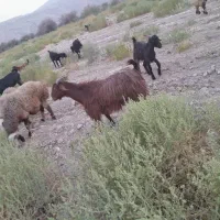 فروشی میش بز قوچ کهره بره