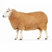 گوسفند زنده