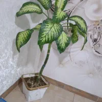 گل دیفن|گل و گیاه طبیعی|بهارستان, |دیوار