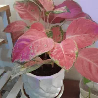 انواع گیاهان کلکسیونی خاص|گل و گیاه طبیعی|بهبهان, |دیوار